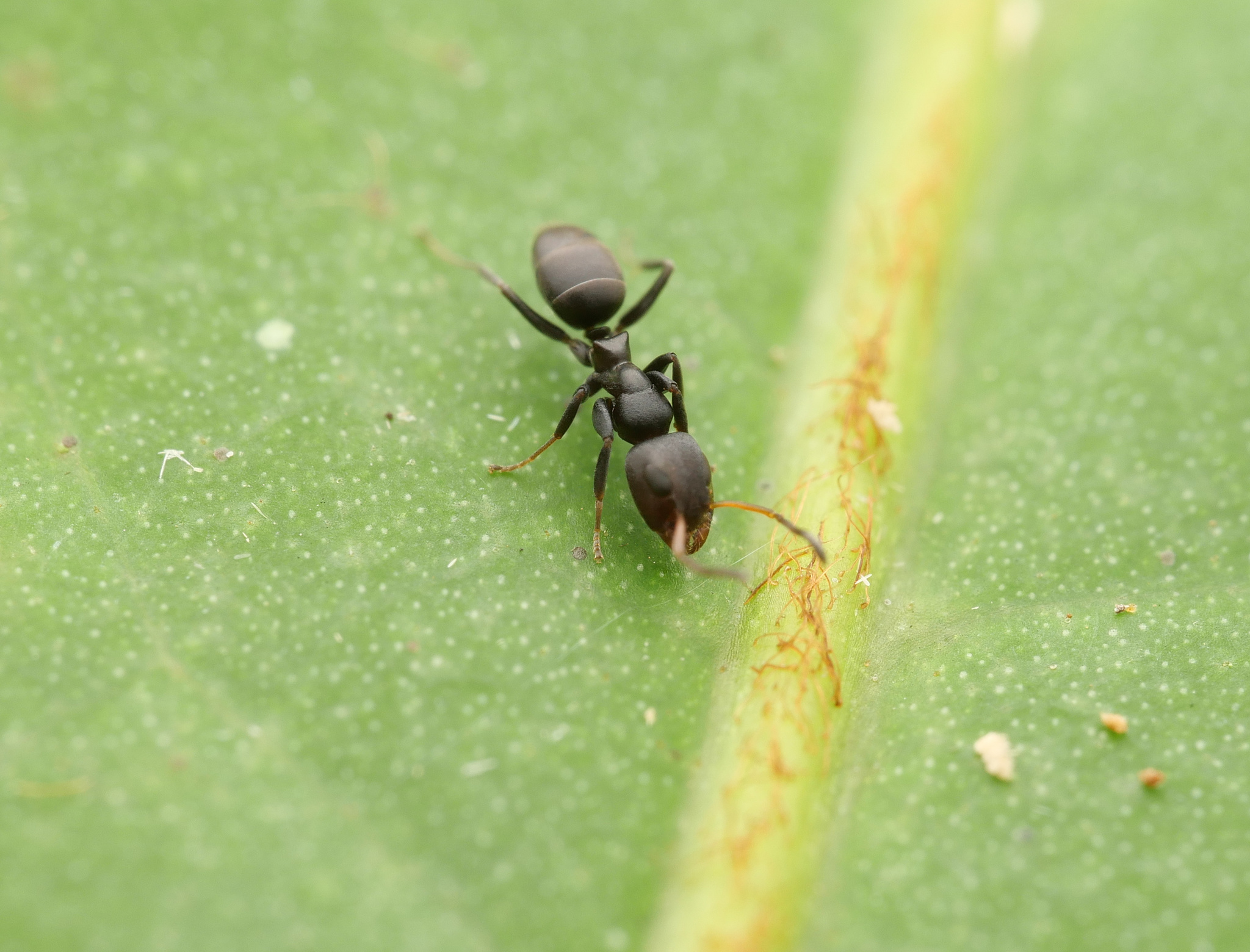 Turneria dahlii