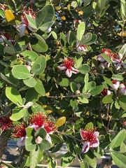 Feijoa