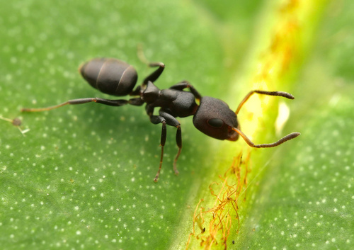Turneria dahliiTurneria dahlii