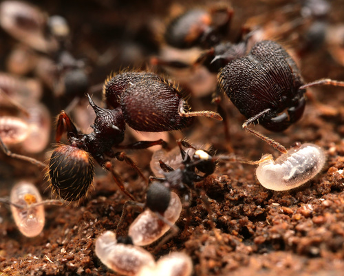 Pheidole cervicornisPheidole cervicornis