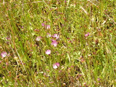 Sidalcea calycosa calycosa