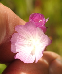 Sidalcea calycosa calycosa