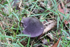 Cortinarius kioloensis