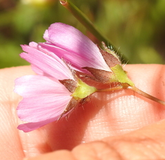 Sidalcea calycosa calycosa