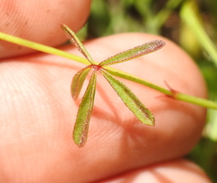 Sidalcea calycosa calycosa
