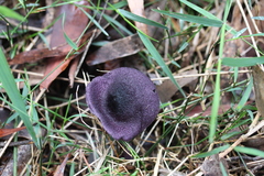 Cortinarius kioloensis