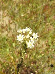 Toxicoscordion fontanum