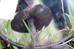 Cortinarius kioloensis
