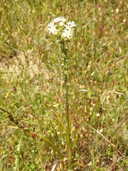 Toxicoscordion fontanum