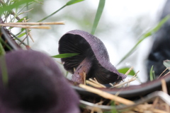 Cortinarius kioloensis