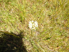 Toxicoscordion fontanum