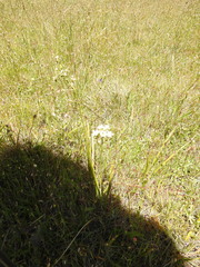 Toxicoscordion fontanum