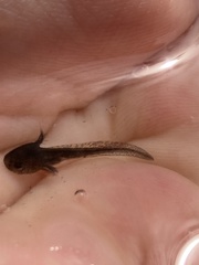 Ambystoma macrodactylum