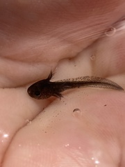 Ambystoma macrodactylum