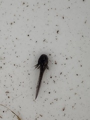 Ambystoma macrodactylum