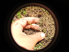 Plagiobothrys reticulatus