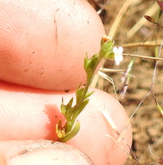 Plagiobothrys reticulatus