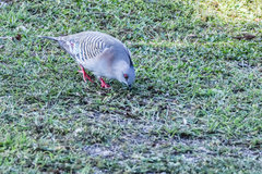 Ocyphaps lophotes