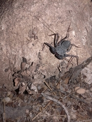 Paraphrynus carolynae