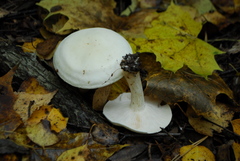Tricholoma album