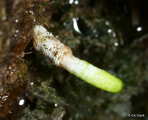 Neomeris annulata observed 2022-05-17
