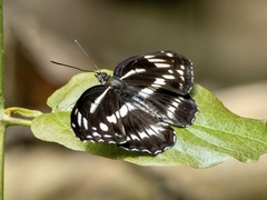 Limenitis sulpitia
