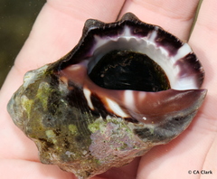 Menathais intermedia