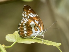 Limenitis sulpitia