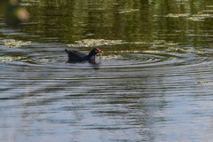 Gallinula tenebrosa
