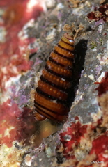 Mastonia cingulifera