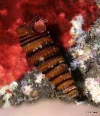 Mastonia cingulifera