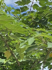 Broussonetia papyrifera