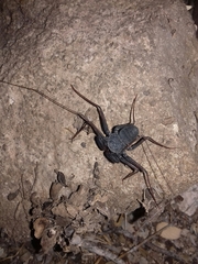 Paraphrynus carolynae