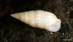 Cerithium nesioticum