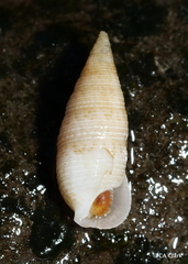 Cerithium nesioticum