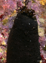 Holothuria cinerascens