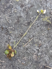 Arabidopsis suecica