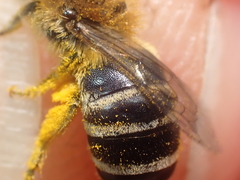 Colletes similis