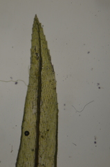 Pohlia longibracteata