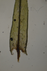 Pohlia longibracteata