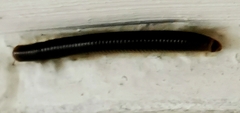 Pachyiulus flavipes