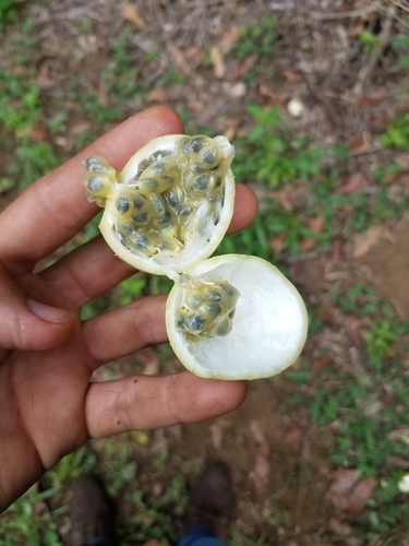 Passiflora platyloba, photograph 2