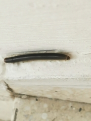 Pachyiulus flavipes