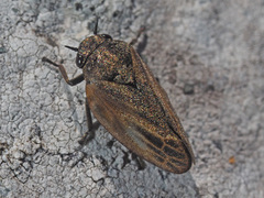 Poophilus