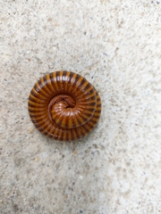 Thyropygus allevatus