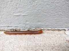 Thyropygus allevatus