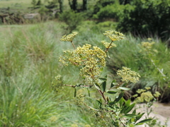 Heteromorpha arborescens abyssinica