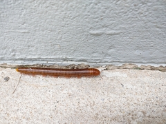 Thyropygus allevatus