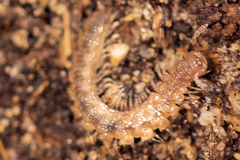 Brachydesmus superus