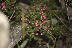 Leptecophylla oxycedrus